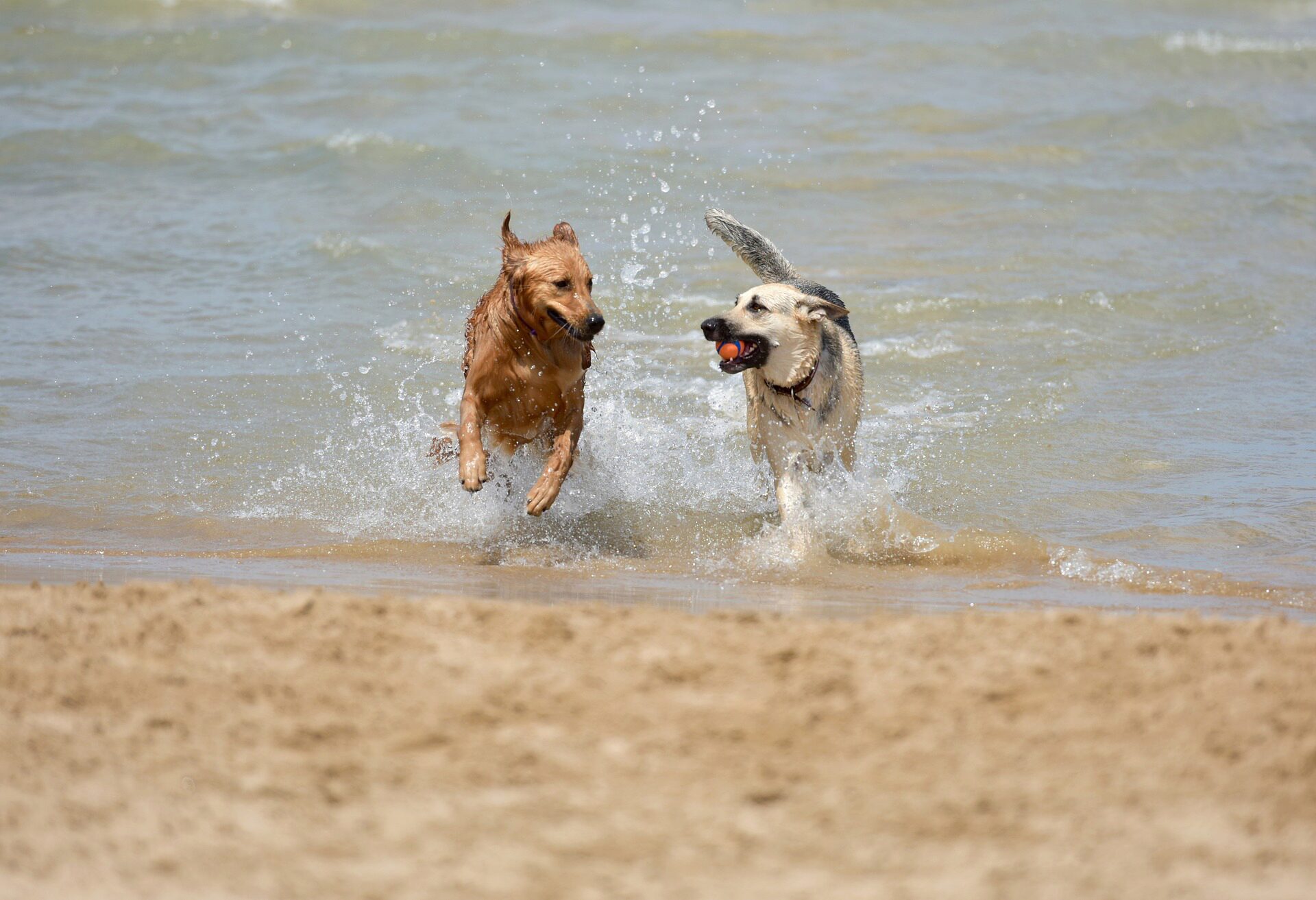 Zwei im Wasser spielende Hunde