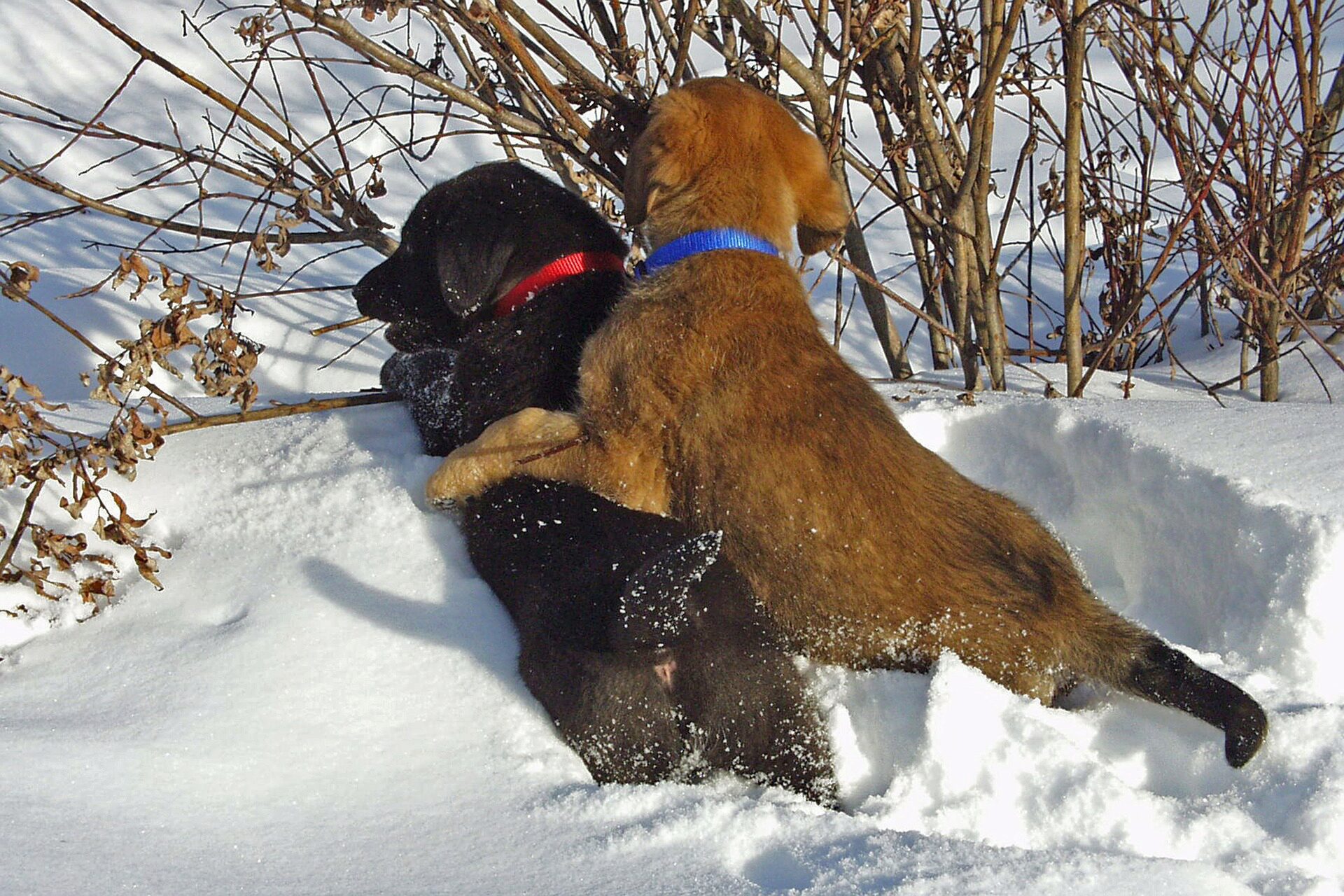 Zwei im Schnee spielende Hunde.